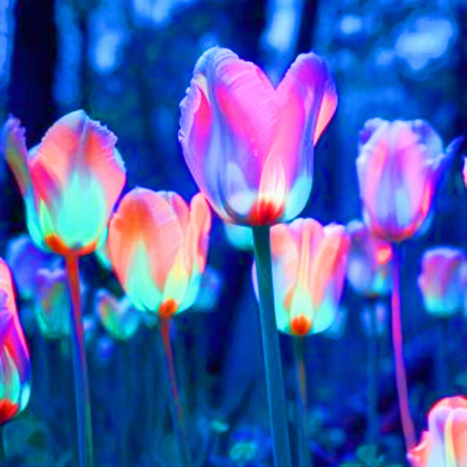 Rare Plants Tulip Bulbs Garden Flowers/Hardy Perennial/Wedding Flowers