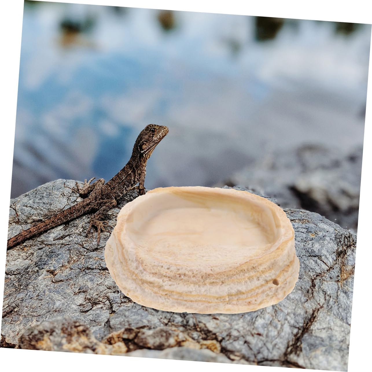 2 Cuencos de Resina para Reptiles, Diseño y Borde Antivuelco, para Reptiles y Ranas en Terrario