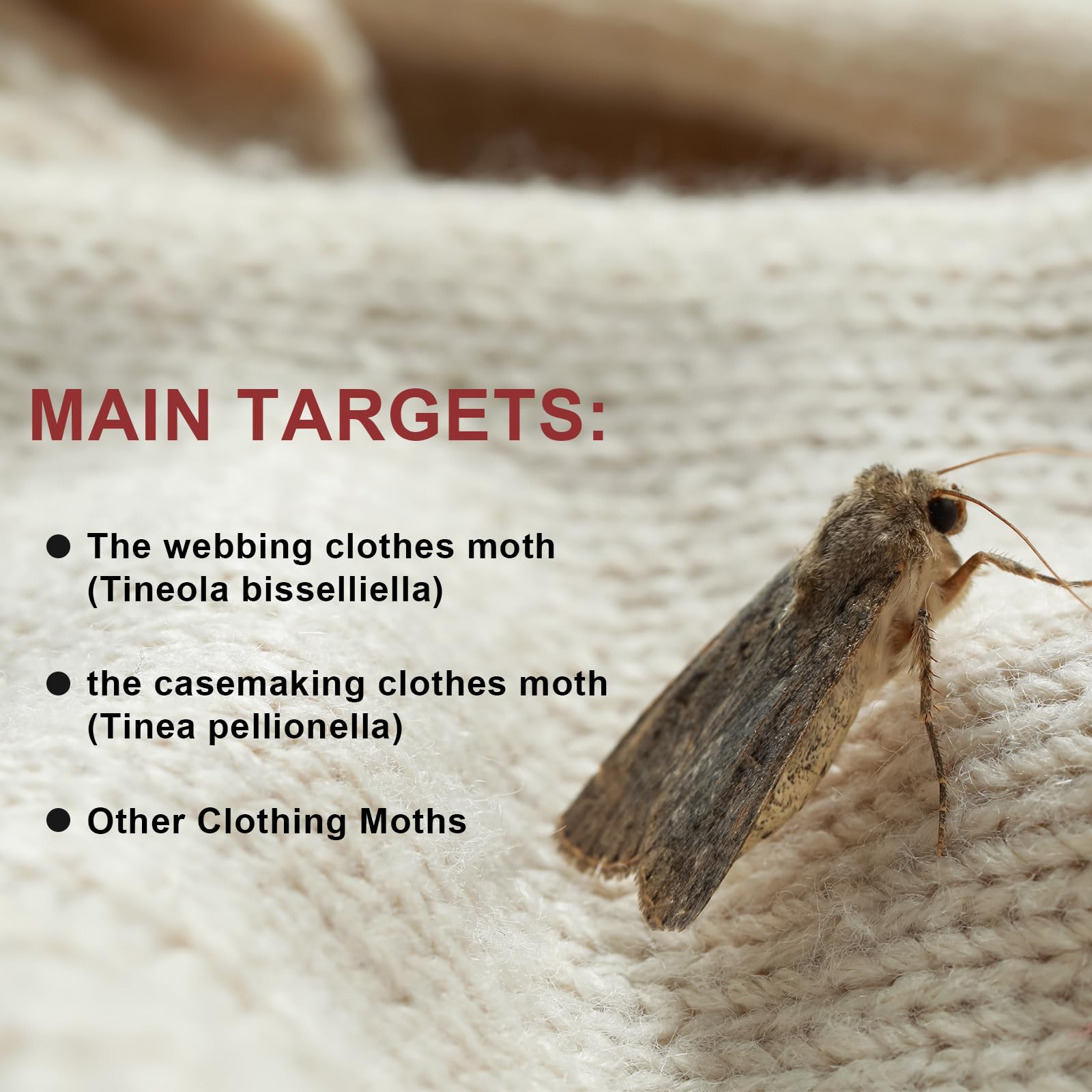 Best Pheromone Traps For Clothes Moths Pheromone Moth Traps (6