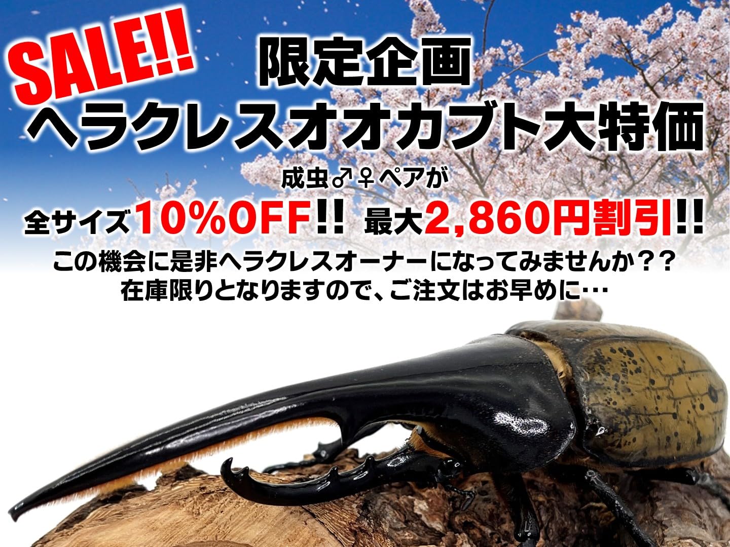 ヘラクレスオオカブト ペア 2020.2 10％OFF！最大2,860円割引／ヘラクレスオオカブト 成虫 ペア ♂115