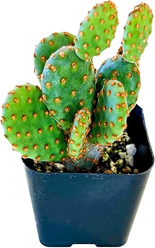 Fat Plants San Diego Living Suculentas de interior y cactus enraizados en macetas de plástico con tierra (2 pulgadas, Opuntia rufida)