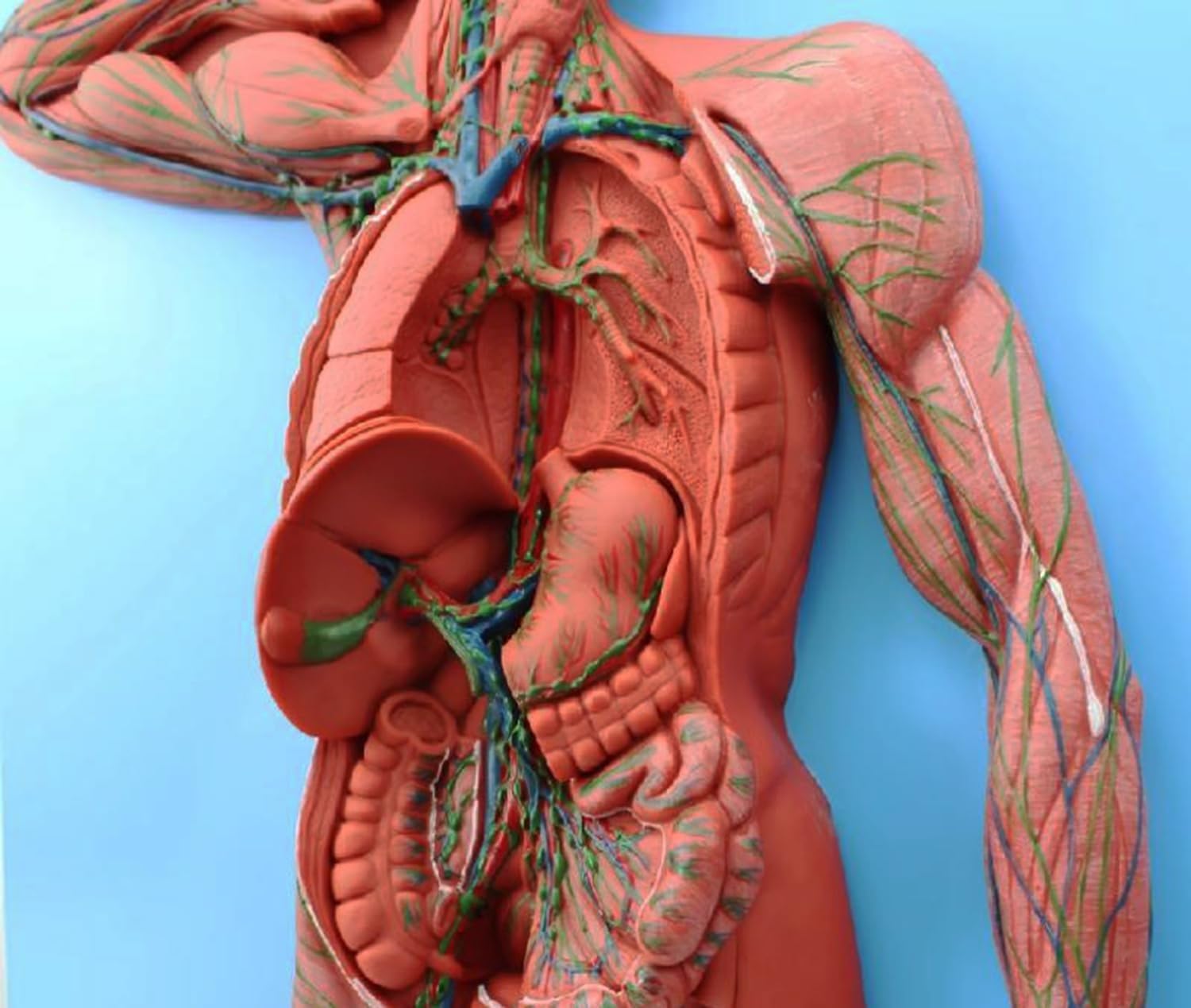 Pomoce dydaktyczne do nauki modelu anatomii naczyń limfatycznych i węzłów chłonnych człowieka, anatomiczny model układu odpornościowego, materiał PVC, przezroczysta faktura, nadnercza do demonstracji.