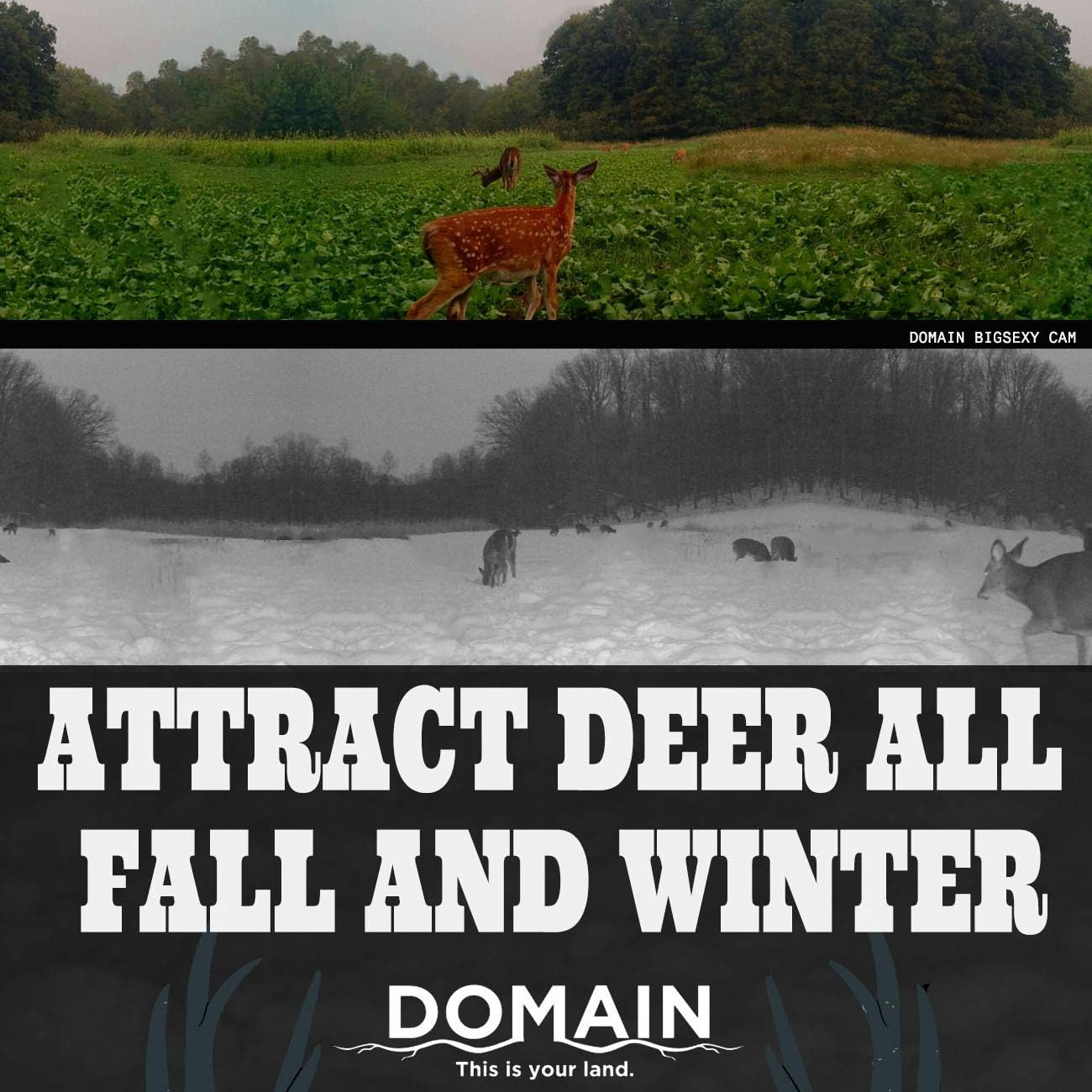 Domain Outdoor Big Sexy Deer Food Plot Seed, 1/2 Acre, High Level of Nutrients & Protein to Support Antler Growth and Health, Cold Tolerant, Fast Germination, Easy to Plant