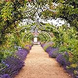 Eden Brothers Lavender Seeds - Munstead, Non-GMO Seeds for Planting, Packet | Low-Maintenance Herb Seeds, Plant During Spring or Fall, Zones 5, 6, 7, 8, 9