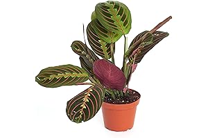 Maranta Red Live Hanging Prayer Plant