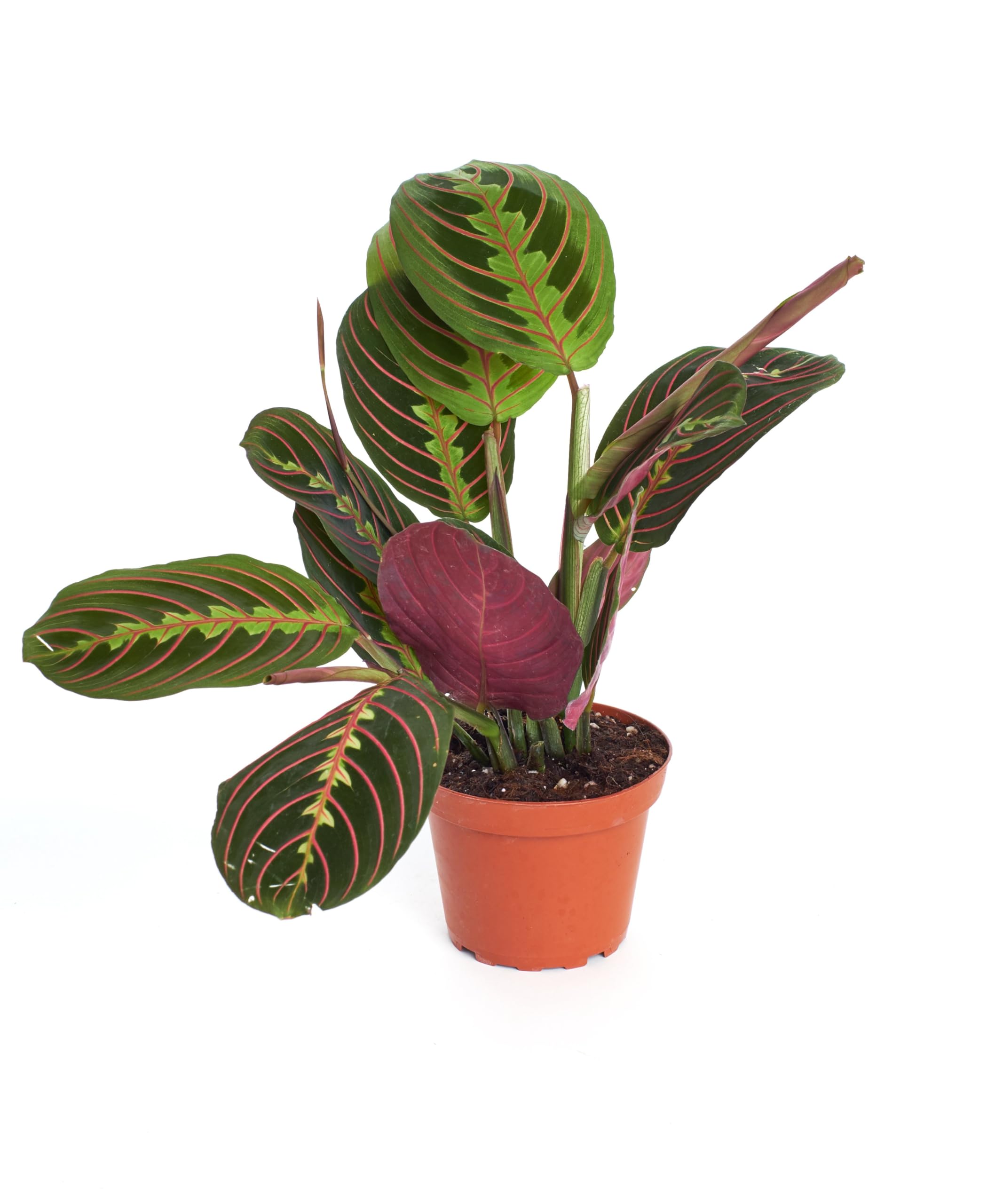 fake pothos 3 Green Silk Pothos Artificial Hanging Vines