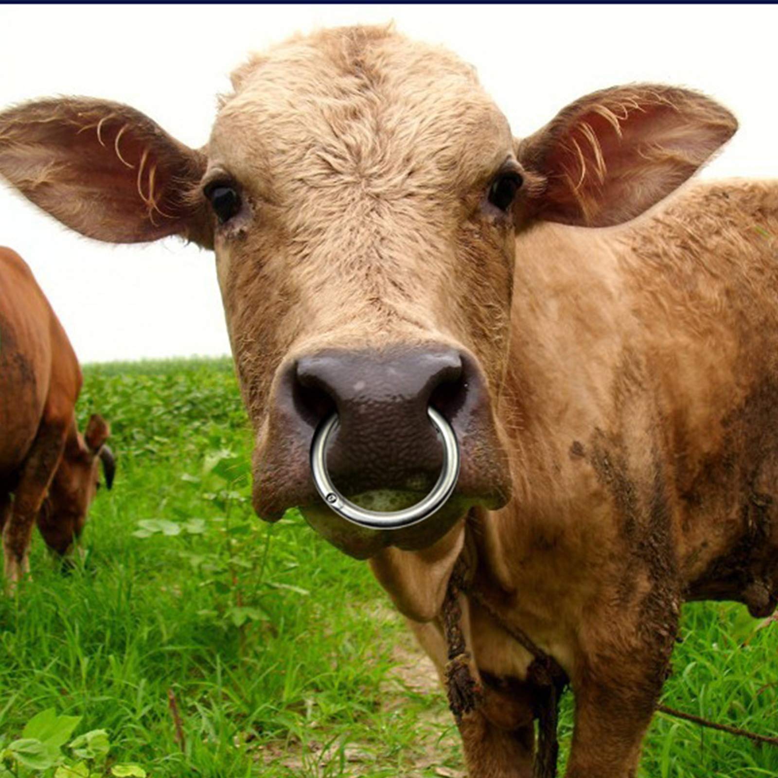 10Pcs Anello al naso della mucca, anelli al naso per lo svezzamento dei vitelli Anello a spillo per lo svezzamento in plastica per prevenire l'allattamento per i bovini del vitello Prevenire il