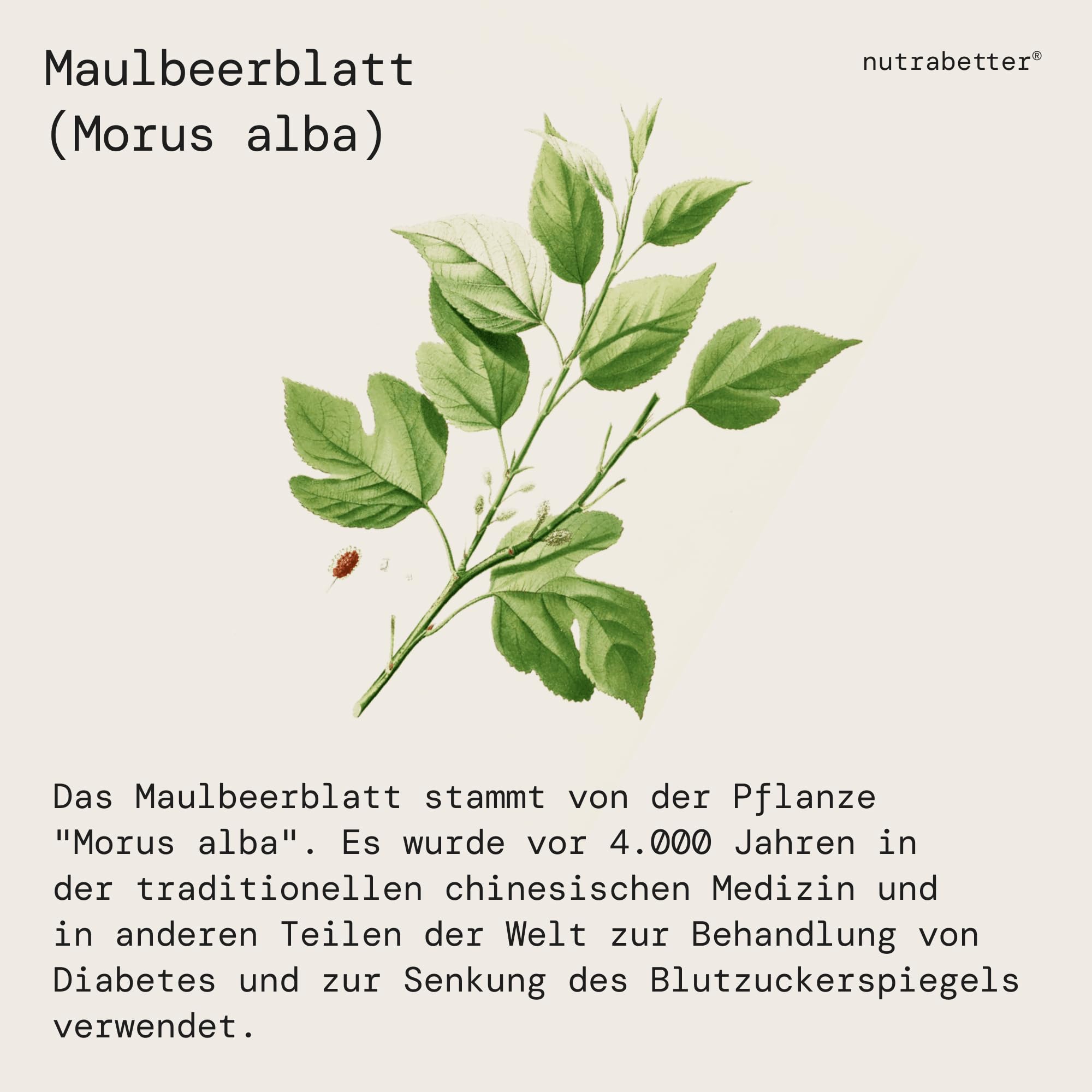 Morbeerextrakt 750 mg + Chrom | 90 vegane Kapseln | Unterstützt den normalen Blutzuckerspiegel | Mit Chrom für einen gesunden Zuckerstoffwechsel | nutrabetter®