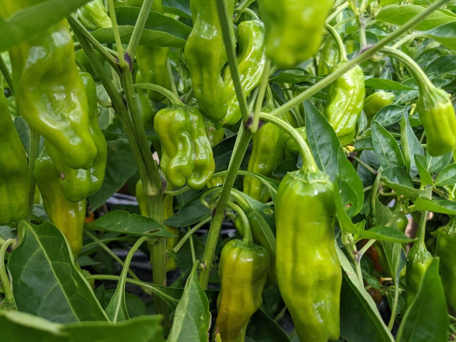 Amazon.com : Shishito Pepper Plant (3) Live Plants - Each 75 Days Old - Not  in Pots Super Hot Pepper - Organic Non-GMO Heirloom Seeds - for Planting -  Great Gift for