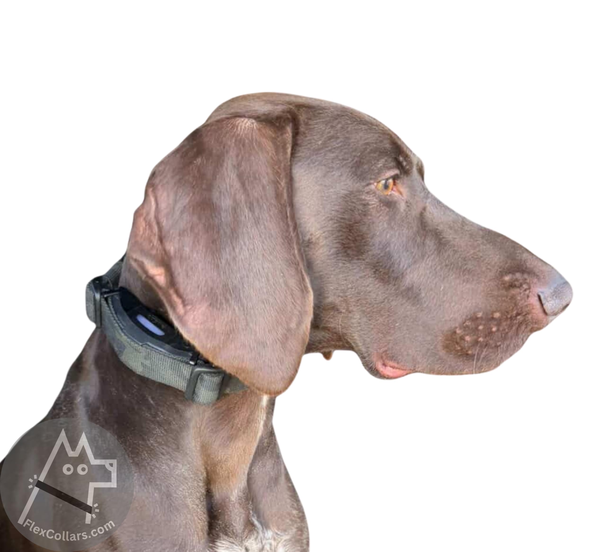 Correa elástica táctica para perros – Se adapta a receptores de 1 pulgada (DogTra 1200/1900/ARC-X o similar) – Hecho a mano en el Reino Unido; Variantes: camuflaje negro × M/L (mediano: cuello 34-41