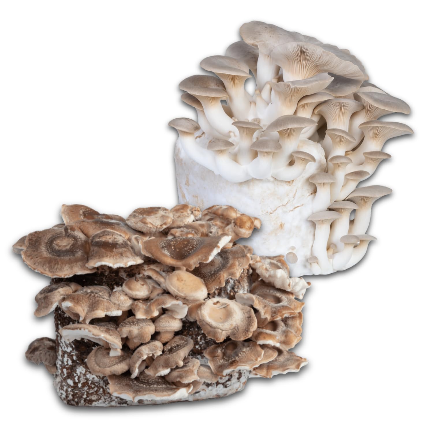 Hawlik Pilzbrut I el original I BIO mezcla de setas autocultivo I 2 cultivos para cultivar uno mismo I setas shiitake y setas de cardo I kit cultivo setas | juego de niños para cultivar setas frescas