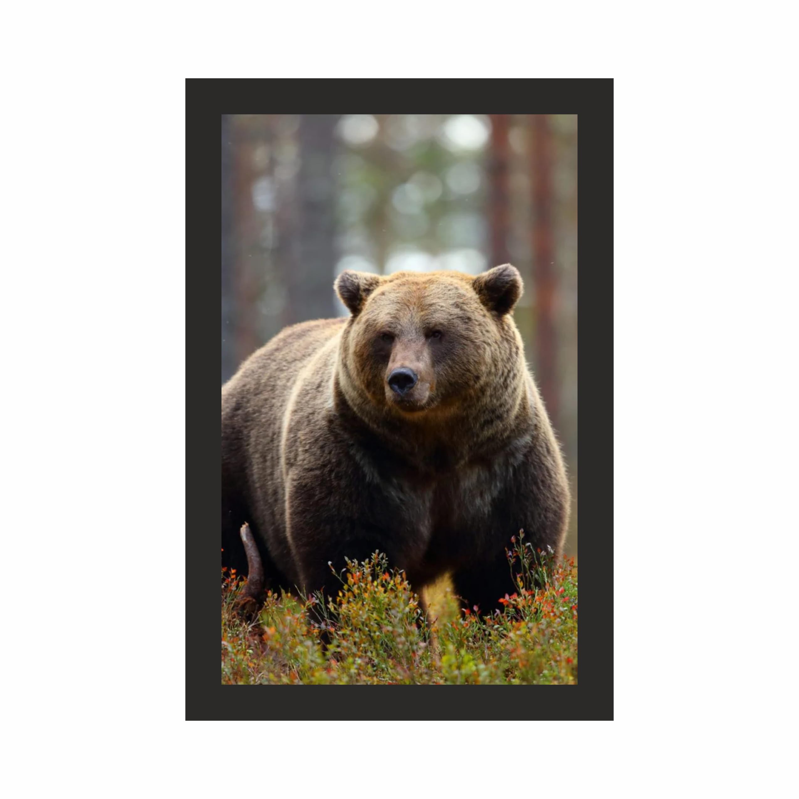 Brown Bear Wildlife Wall Art Frame 12x18 Inch
