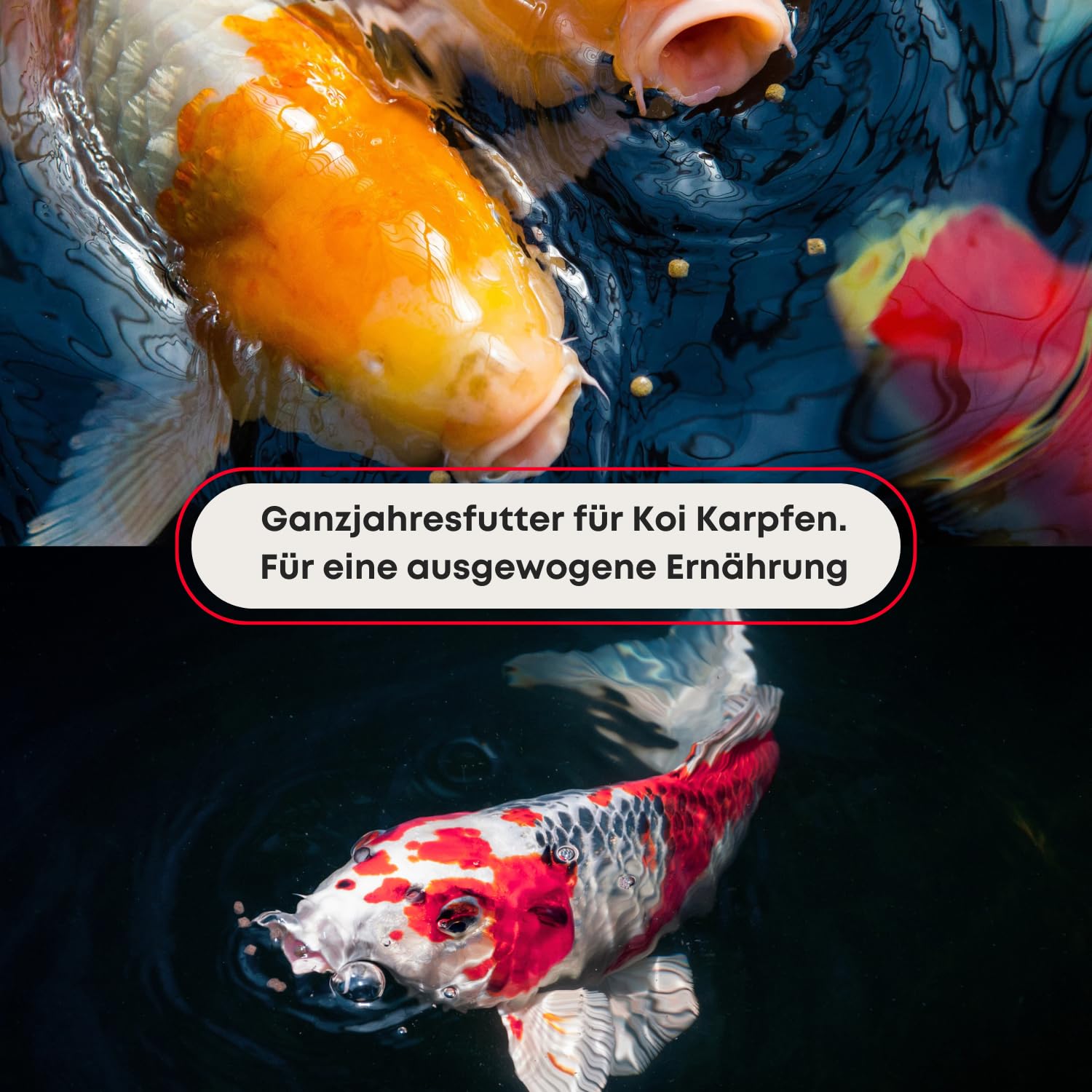 NIHON Hokovit Big Swim karma dla koi – pływająca całoroczna karma dla koi i karpia – ze spiruliną i astaksantyną – wspomaga zdrowy wzrost i rozwój koloru – granulki 4,5 mm – 5 kg