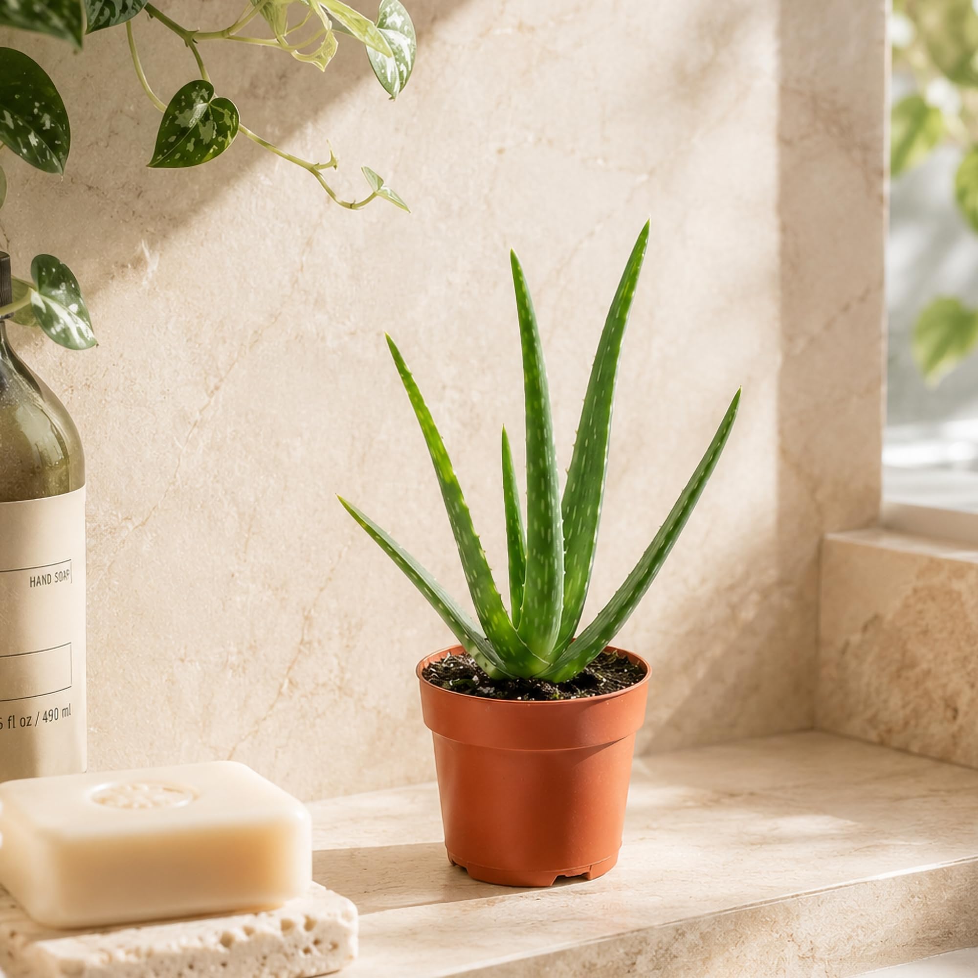1 Aloe Vera Live Plant in 10cm Pot Medicinal House Indoor Succulent Healing Gel Air Purifying Houseplant