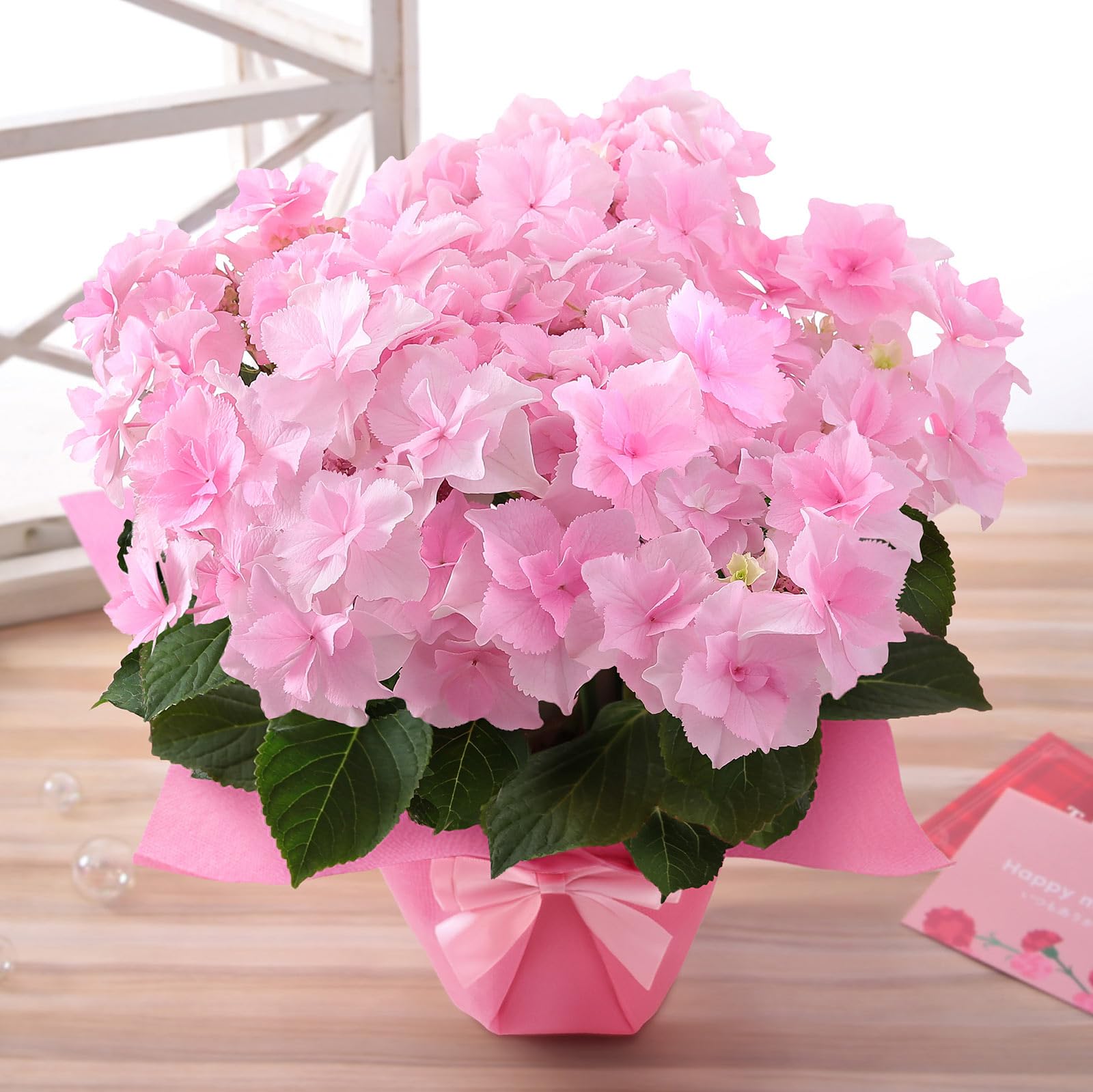Amazon｜母の日 花 鉢植え ギフト プレゼント アジサイ鉢・ひらひら 