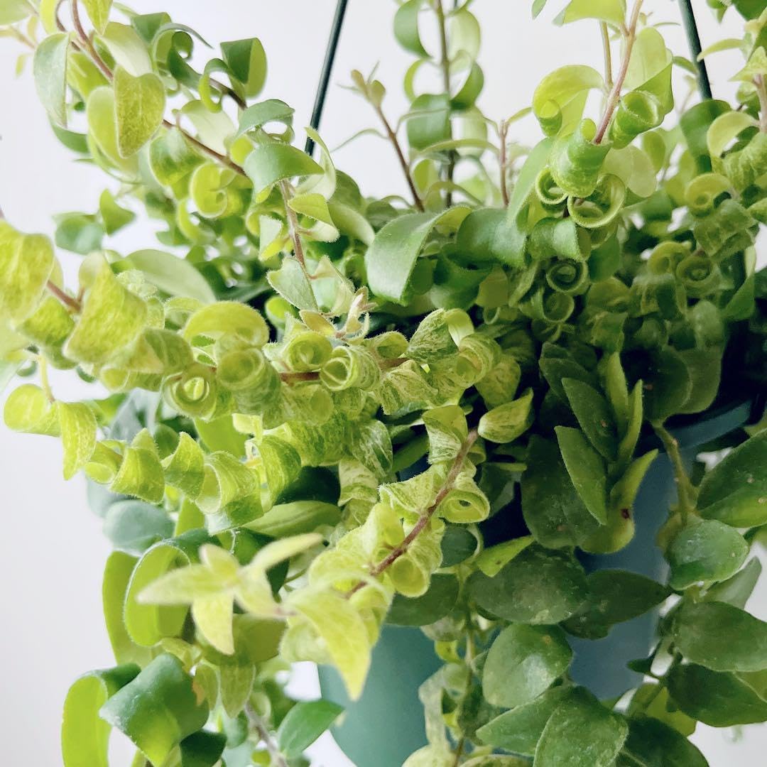 現品　ガジュマル　パンダガジュマル　55番　希少　インテリアグリーン　かわいい 現品 ガジュマル パンダガジュマル 55番 インテリアグリーン