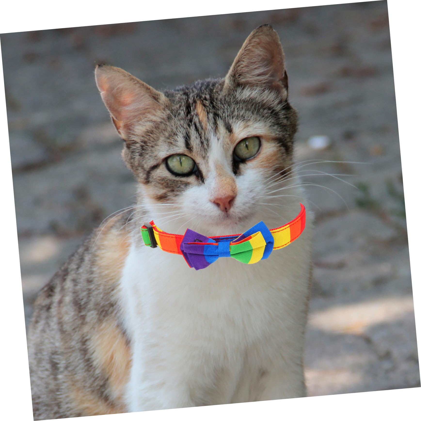 INOOMP 5pezzi Collare Per Cani e Gatti Regolabile Con Design Arcobaleno Accessorio Pet Per Feste e Occasioni Speciali Comfort e Sicurezza Per Tuo Zampe