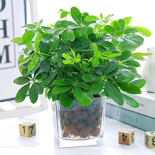 Miniatura 10 de Halatool Piedras de arcilla expandida natural de 6 libras para plantas, bolas hidrográficas de 4 a 0.630 in para acuarios, plantas en macetas de