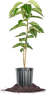 Perfect Plants Yates Persimmon Tree 3 Gallon | Astringent Persimmon Fruiting Tree for Orchards or Fruit Gardens