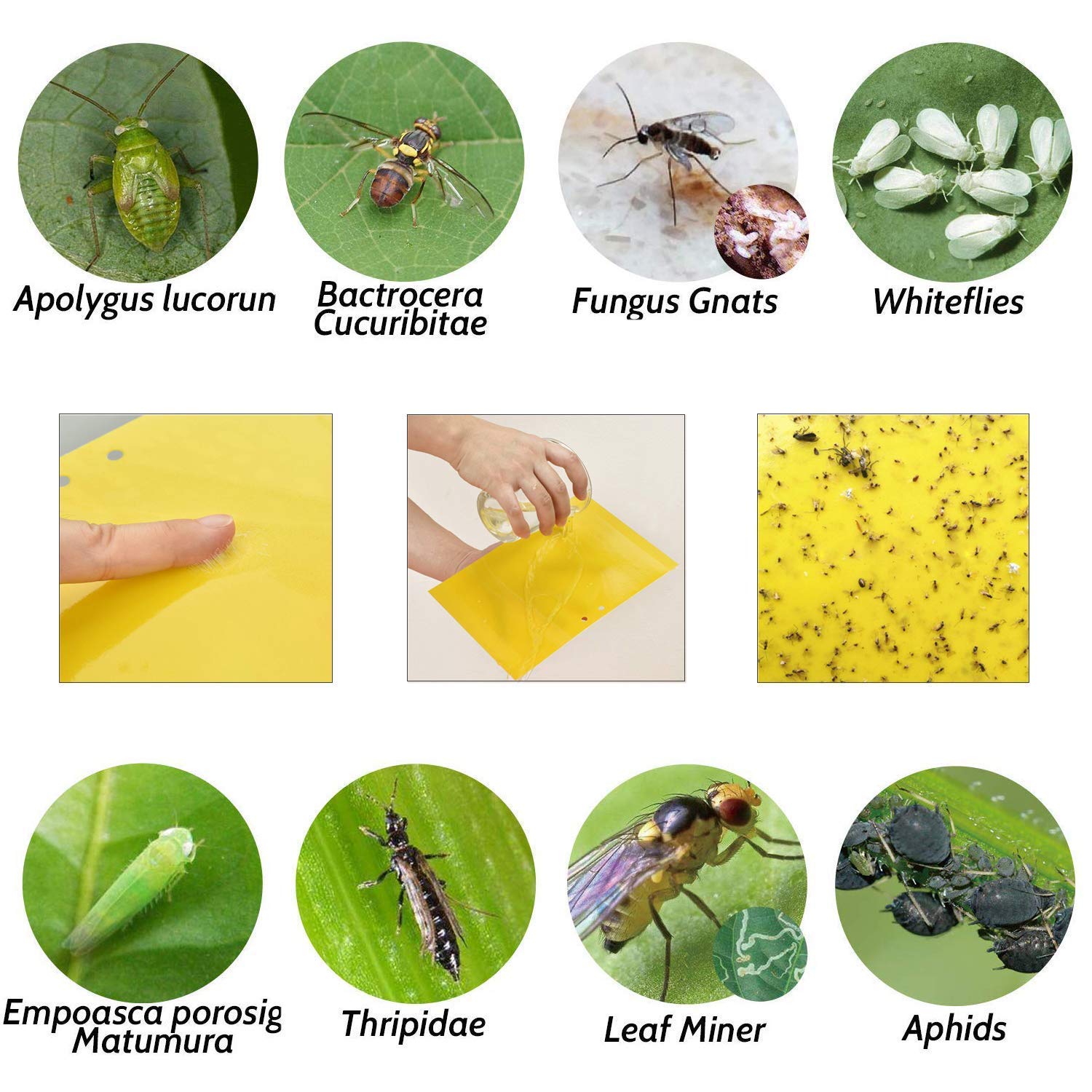 Yellow Sticky Fly Traps,Fly Paper Stickers,Sticky Fly Catchers Dual ...