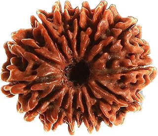 RUDRADIVINE 14 Mukhi Rudraksha Original Certified / 14 Face Rudraksh Original / 14 Face Rudraksh Original Price In India