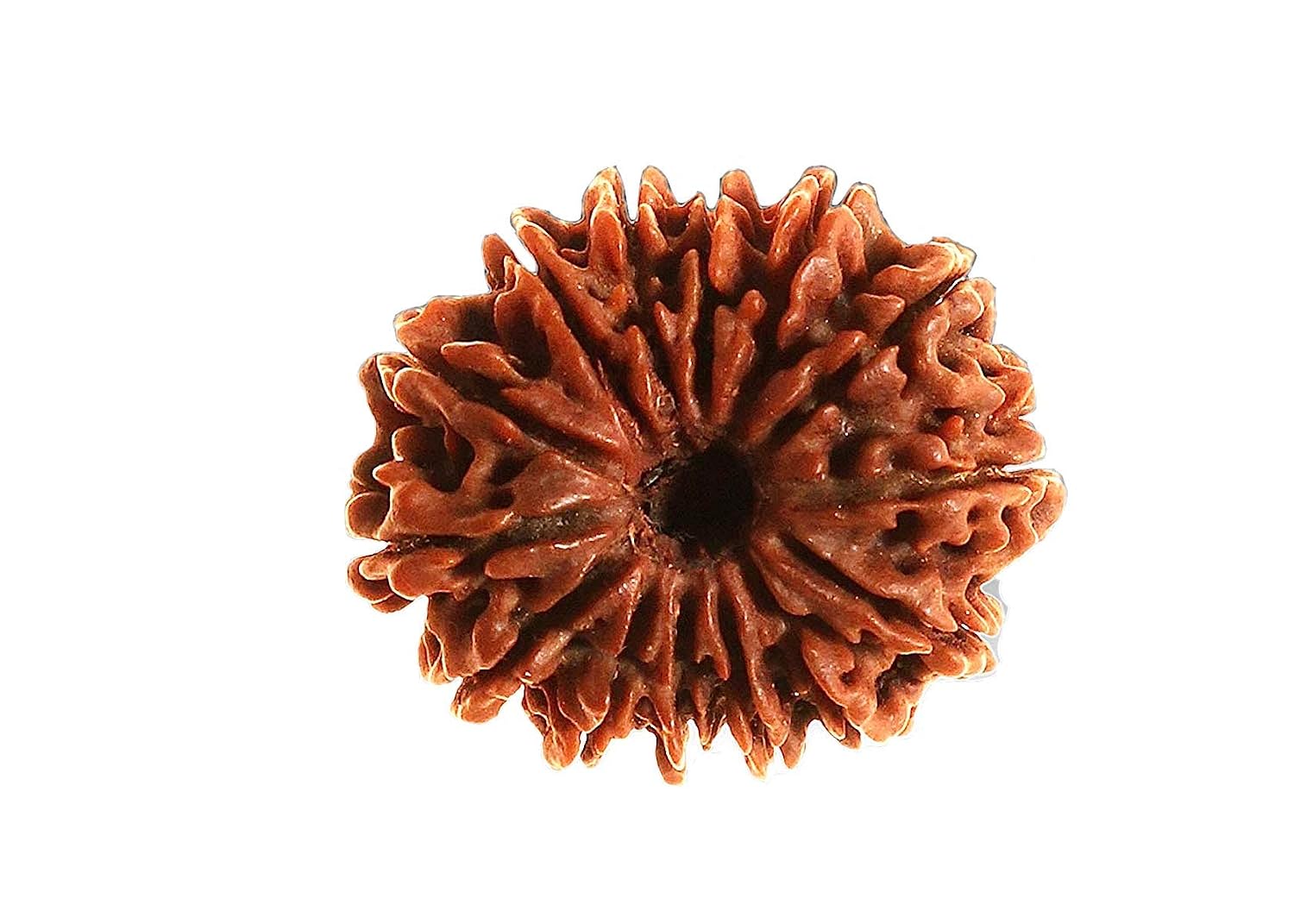 RUDRADIVINE 14 Mukhi Rudraksha Original Certified / 14 Face Rudraksh Original / 14 Face Rudraksh Original - Review, Price and Buying Guide
