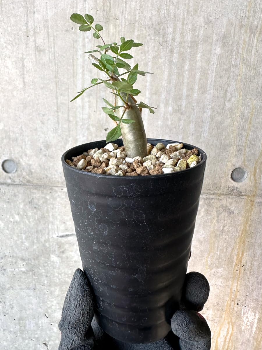 Amazon｜【現品限り】ブルセラ・ファガロイデス【G54】 Bursera