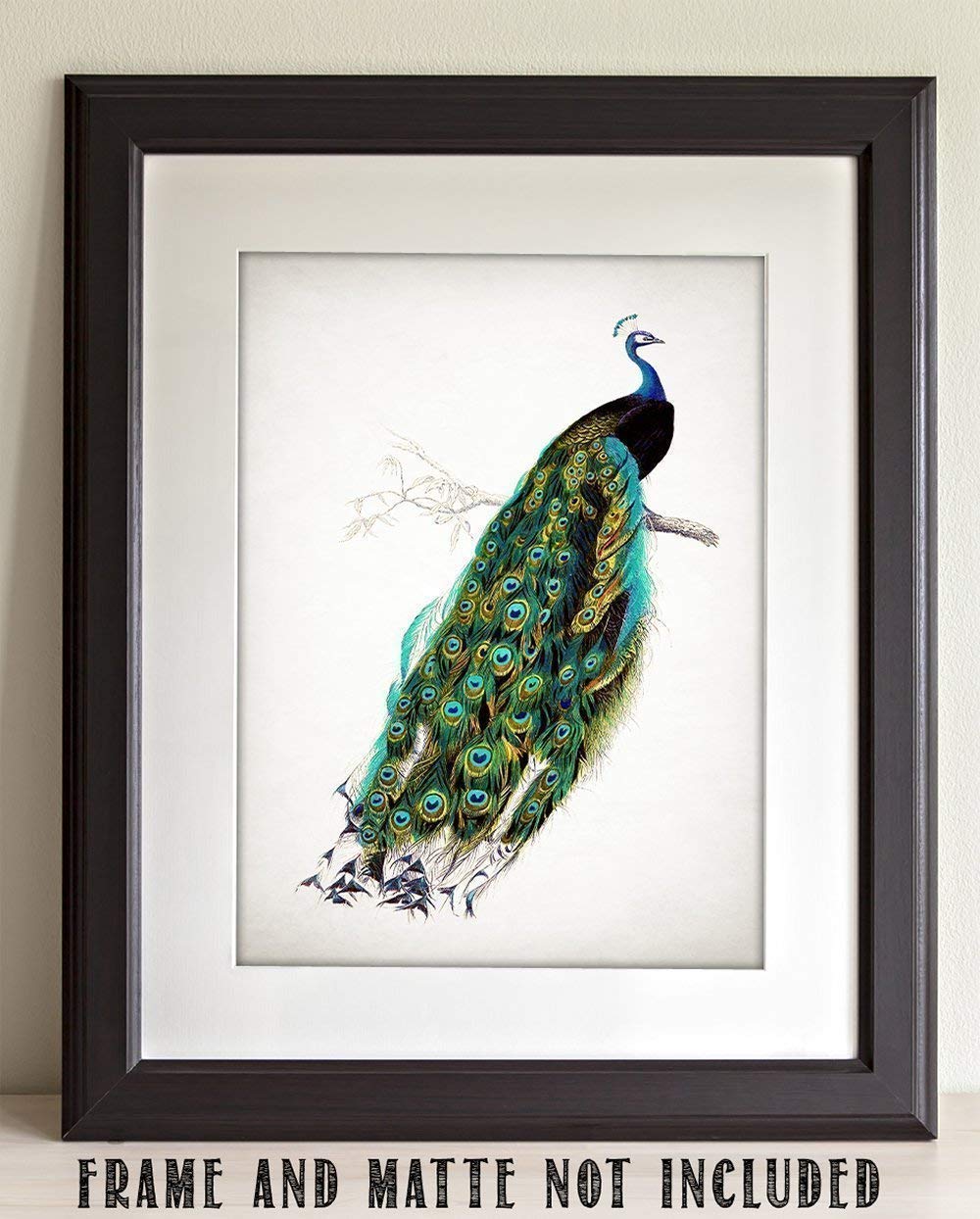 Amazon.com: Antique Peacock Illustration - 11x14 Unframed Art
