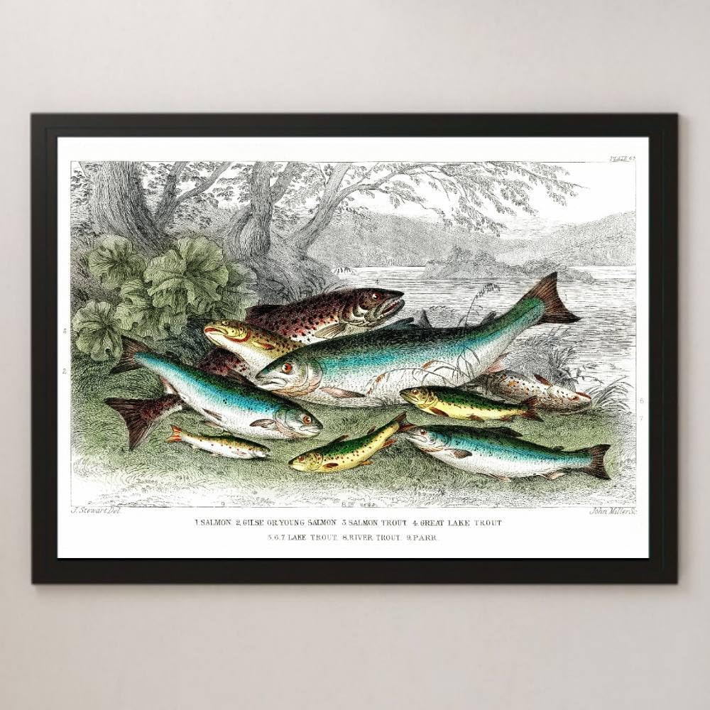 Amazon.co.jp: サーモン マス トラウト 魚類 ビンテージイラスト 光沢