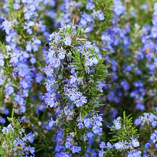 Miniatura 2 de Juego de 3 plantas de romero vivas, plantas vivas de romero azul, de 3 a 5 pulgadas de altura