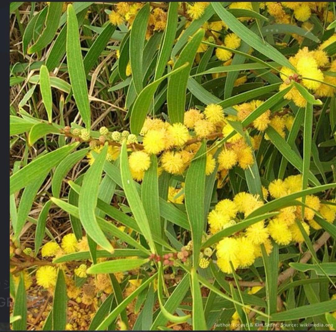 手芸素材・材料 アカシア Acacia ソウシジュ 相思樹 根皮100% 100g