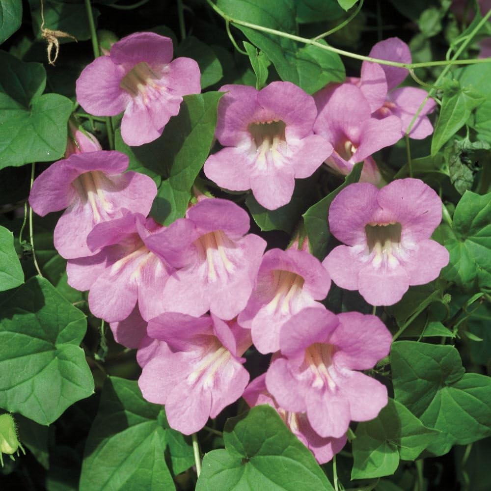 Just Seed - Flower - Asarina scandens Mystic Series Rose - 20 Seeds