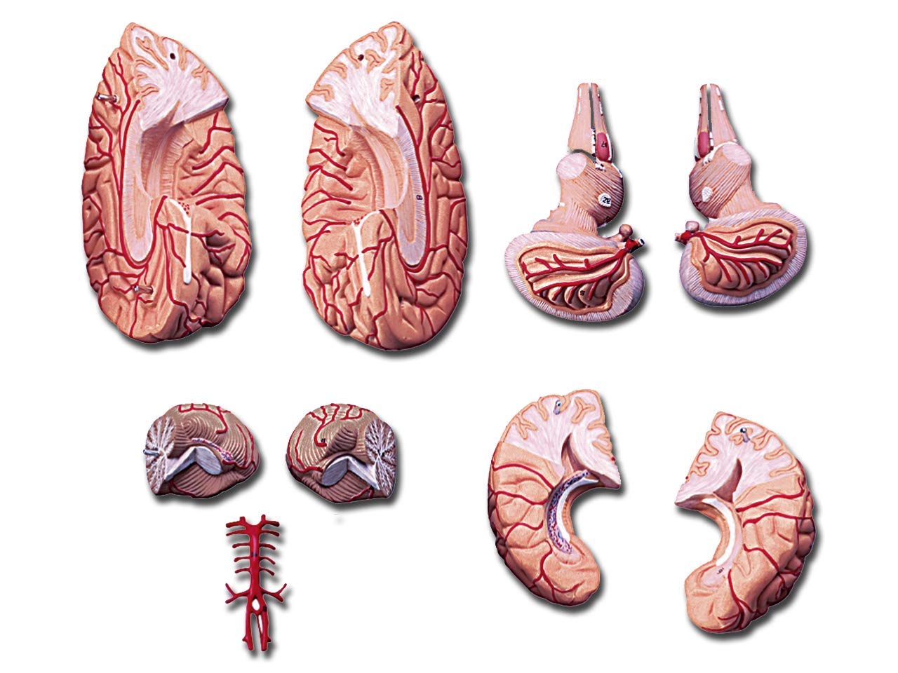 Gima - Anatomical Model of Human Brain, with Arteries, Modular in 9 Parts, Magnification 1X, 1 X - Image 3