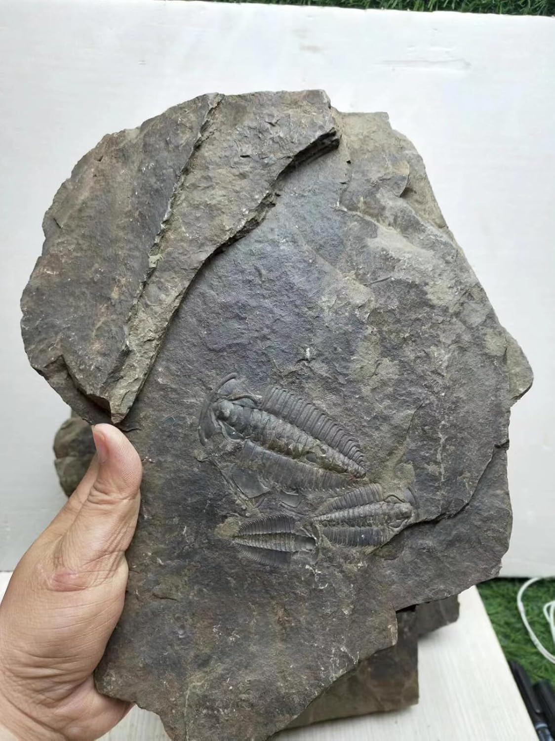 Rare 540 Million Year Old Cambrian Trilobite Fossil Changaspis elongata Fossil