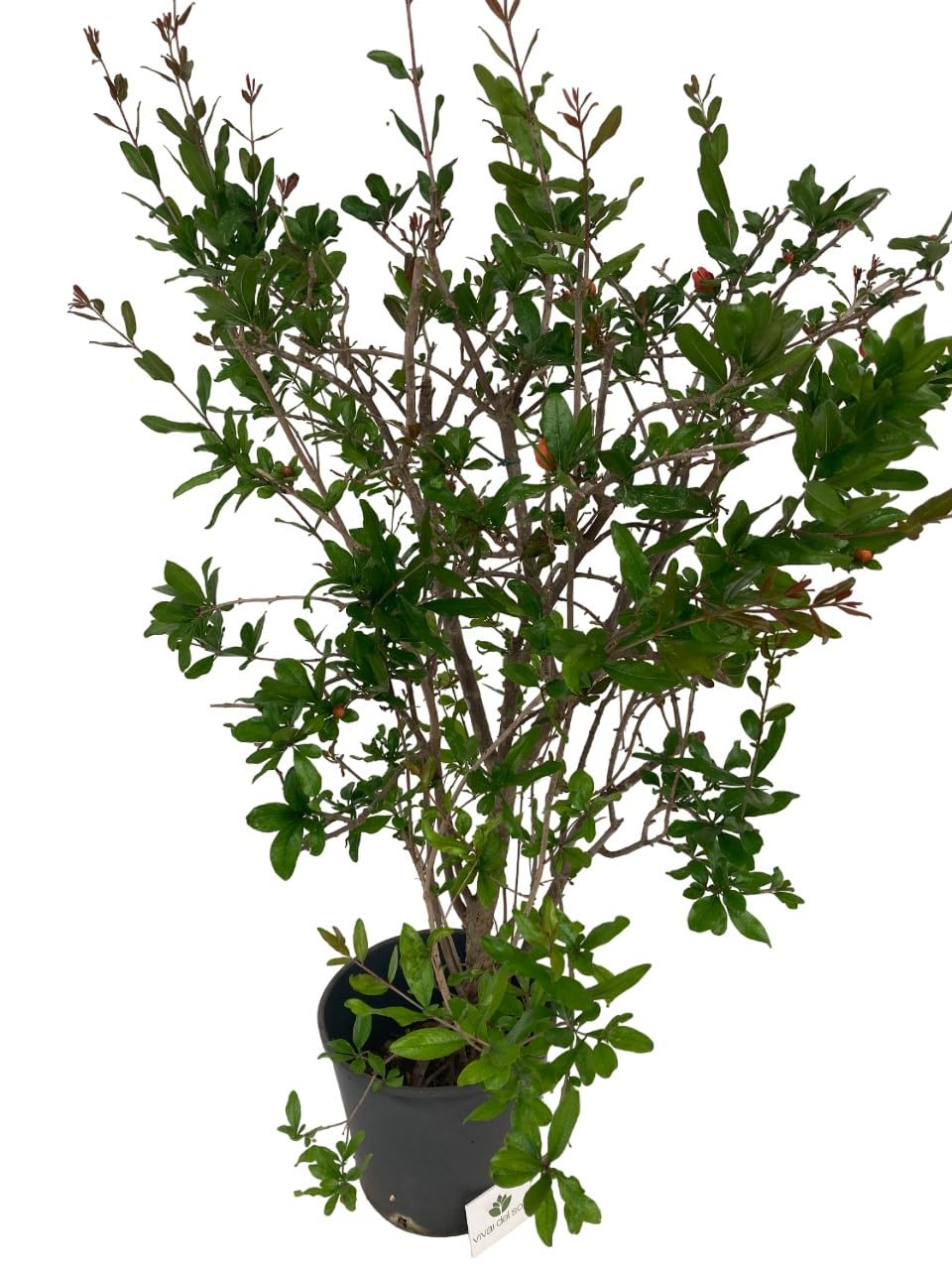 Punica Granatum - Melograno da fiore Pianta ornamentale da esterno prodotta da Vivai del Sole vaso diametro cm 30