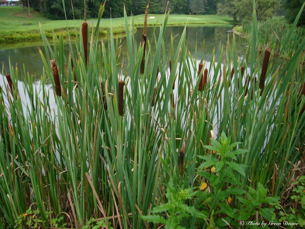 PPUK - 2 x Marginal Plants with a Pot & Compost - Typha angustifolia โ image 1