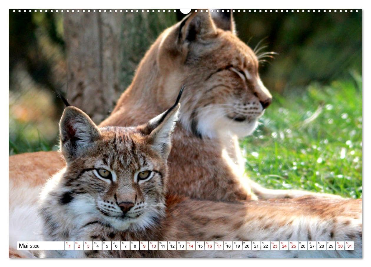 Familie Luchs - Die Jäger mit dem Pinselohr (Wandkalender 2026 DIN A2 quer), CALVENDO Monatskalender: Im Leben einer Luchsfamilie (CALVENDO Tiere)