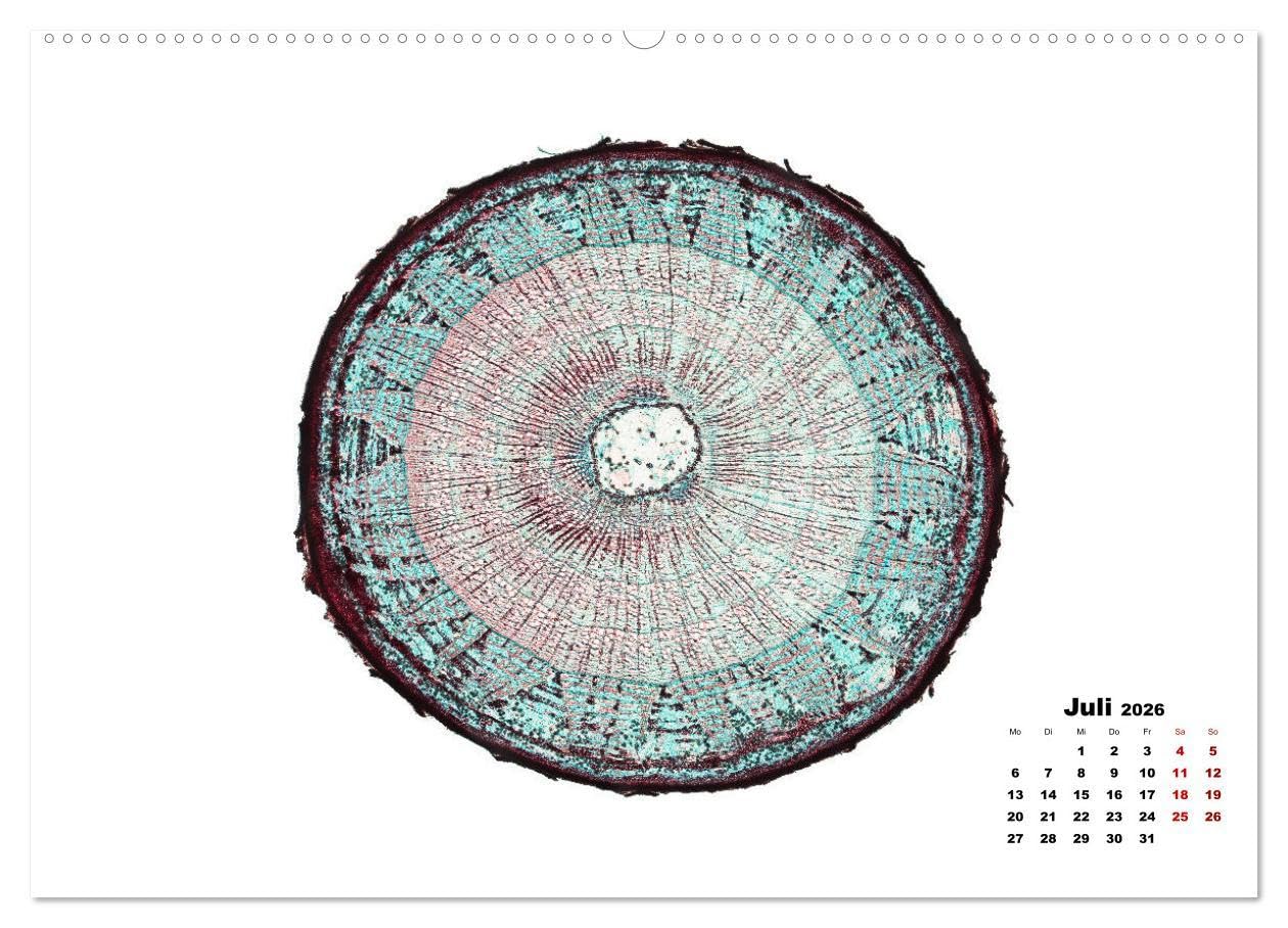 Pflanzen unter dem Mikroskop (Wandkalender 2026 DIN A2 quer), CALVENDO Monatskalender: Eindrucksvolle biologische Aufnahmen - das perfekte Geschenk für einen Gärtner, Floristen, Stundent und Lehrer