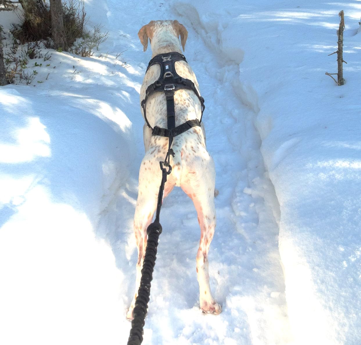 Longe de Traction pour Chien Gamme RAIDLIGHT,190 cm (étirée), Noir canicross, canirando, canijogging, canitrail, Utilisation Intense Sportive ou Loisirs, I-dog Marque Française.