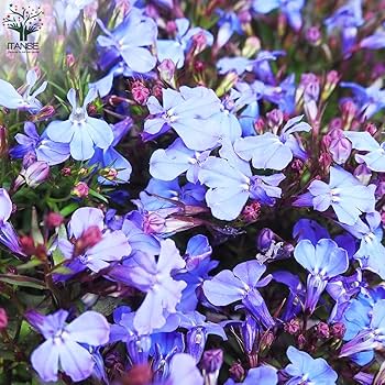 Amazon.co.jp: ロベリア エンジェル ダークブルー 3号ポット 4個セット