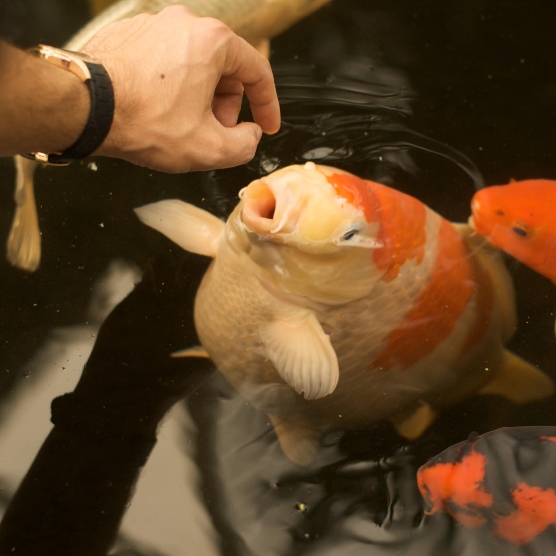 Staple es un alimento Flotante para Koi de 3 kg/3 mm, con Baja Densidad de energía, Que se Puede Alimentar Durante Todo el año a una Temperatura de 10 °C
