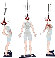 Vista 3 de Aparato de tracción cervical, dispositivo de descompresión espinal, estirador de cuello (cabestro de cabeza de terciopelo rojo oscuro)