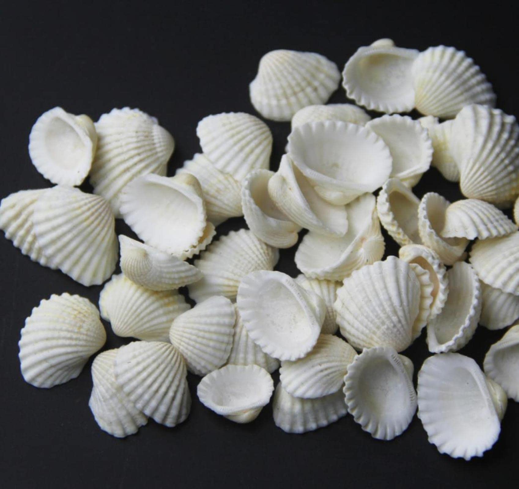 Coquillages de mer pour aquarium décoration naturelle sallei lot bricolage creux
