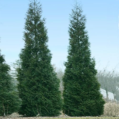 Miniatura 2 de Brighter Blooms - Árbol arborvitae del pilar americano de seto de velocidad completa, 2-3 pies - Planta viva - Sin envío a AZ