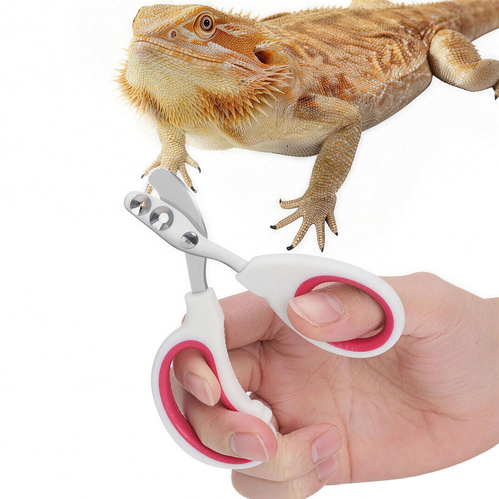 Stainless Steel Bearded Dragon Nail Clippers,Lizard Nail Clippers,Bearded Dragon Supplies,Bearded Dragon Nail Scissors for Small Reptiles,Turtle,Chameleon,Iguana，Hedgehog (Rose red)