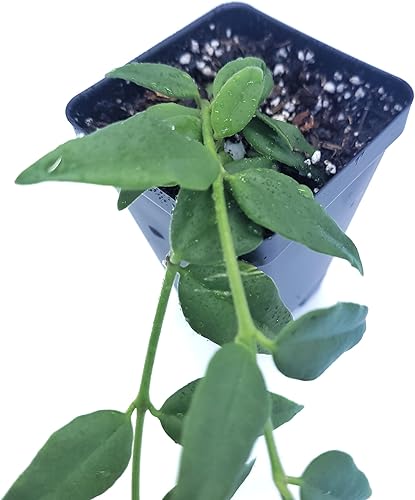 Miniatura 5 de Planta Hoya Bella Planta de interior viva o Hoya Lanceolata Bella Planta de interior 2.5 "Maceta 2 tallos  Envíos desde California