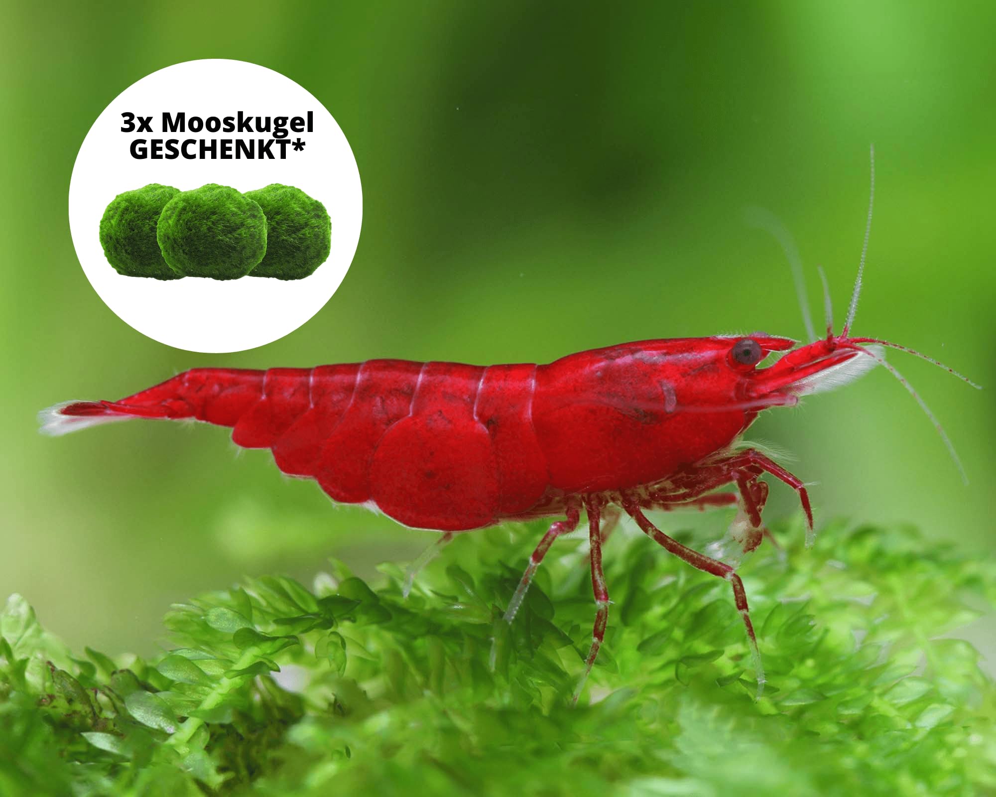 Garnelen 15x Neocaridina Set + 3X Mooskugel - Farbige Ziergarnelen für Leitungswasser - Pflegeleicht & vermehrungsfreudig - Mit Cladophora Algenkugeln als Filter & Versteck im Aquarium