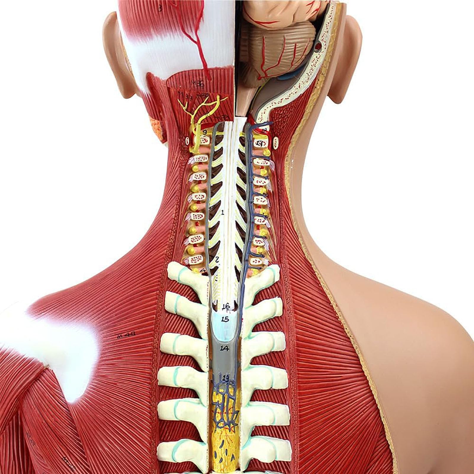 Dwupłciowy model tułowia człowieka, 85 cm, naturalnej wielkości model ciała z 29 wyjmowanymi organami ludzkimi, anatomiczny model szkieletu do szkolnej edukacji medycznej