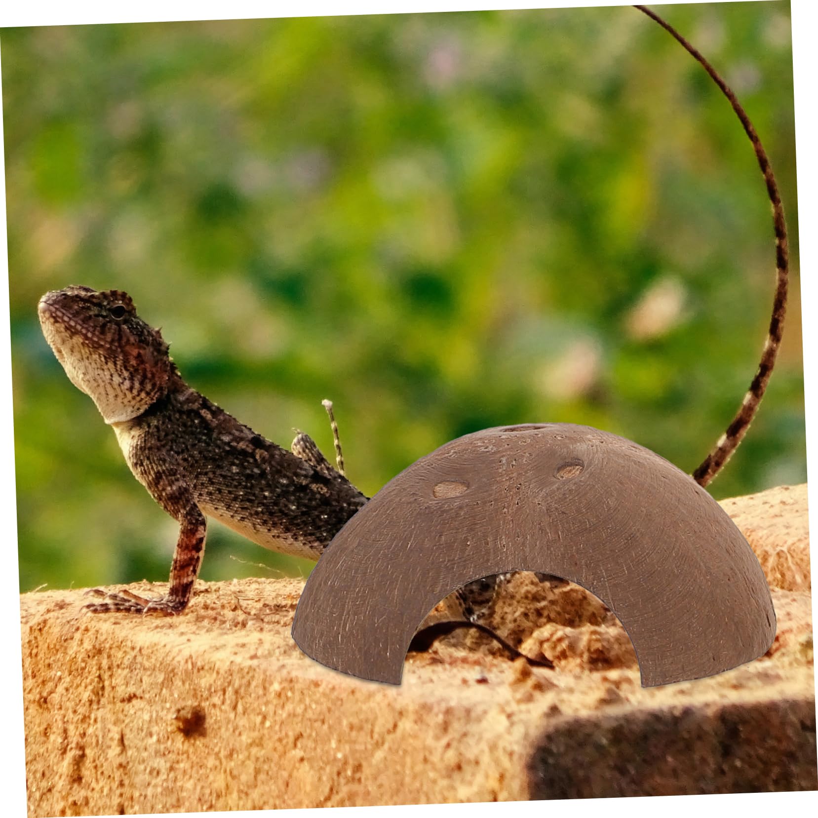 minkissy 15 Reptiles escondidos de Cuevas, decoración Decorativa de terrario, escondite de Reptiles, escondite de Reptiles, escondite de Lagarto, pequeños recipientes de Vidrio de Concha de, Caja