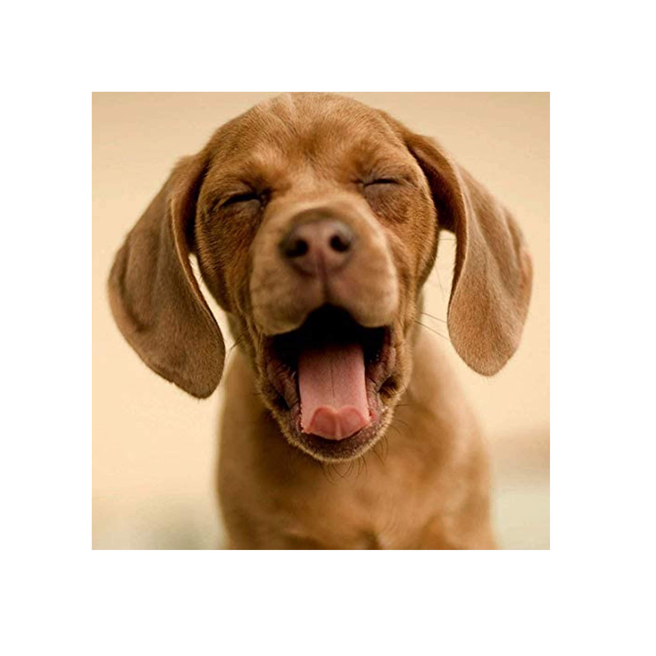 Applaws Appas Complete Dry Pies Food dla dorosłych Grain Free Chicken Food for Small and Medium Puppy rasa - torba 1 x 15 kg.